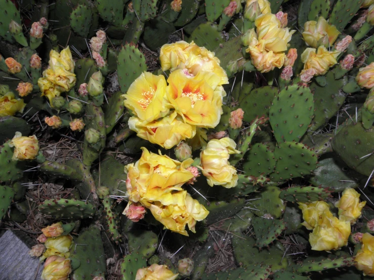 a cluster of yellow and red cactus flowers