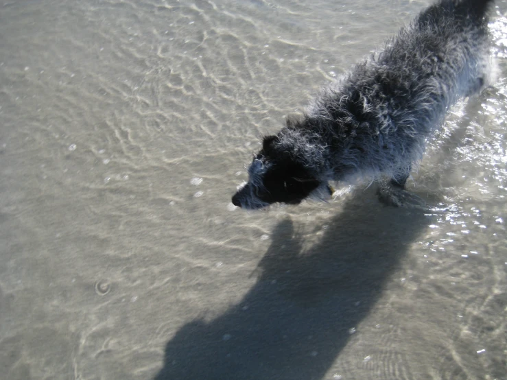 a dog walking in shallow water at the beach