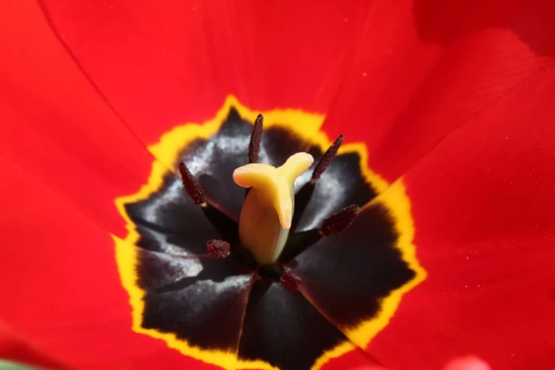 a large red flower with a tiny yellow center