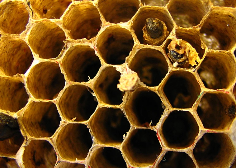 some honeycombs with bee inside each others