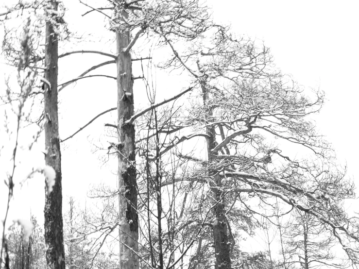 a black and white image of the edge of a forest