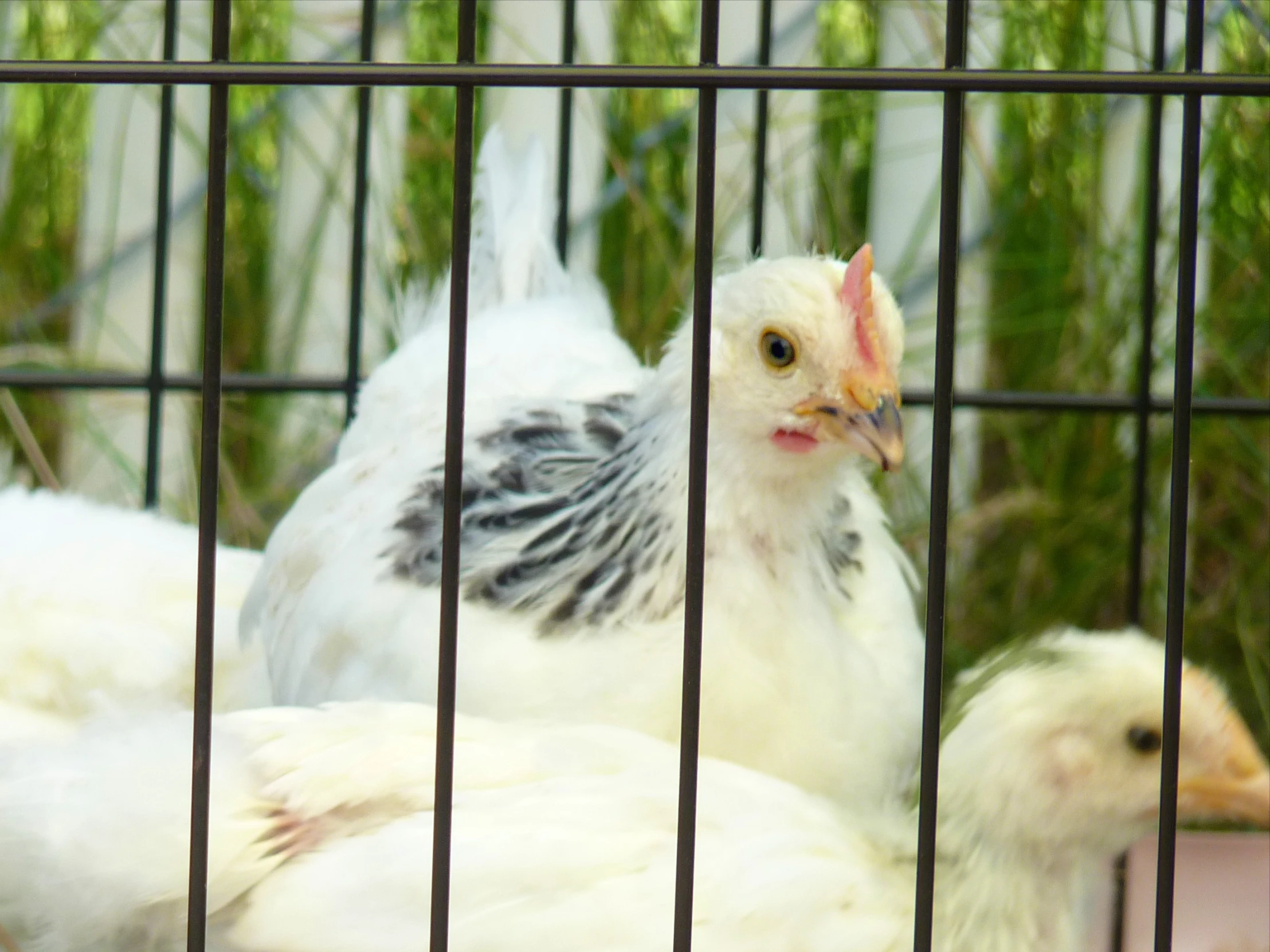 several chickens in a cage with one staring at the camera