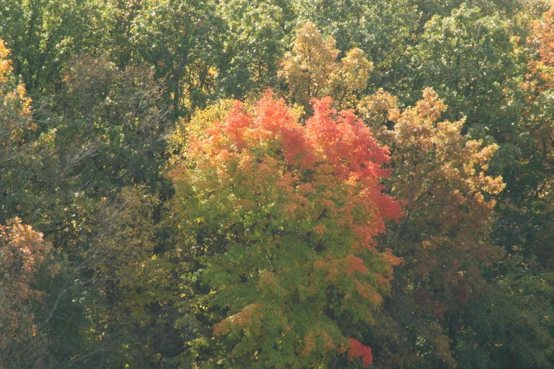 trees are seen with autumn leaves in the foreground