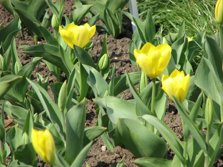 there are some yellow flowers that are growing in the dirt