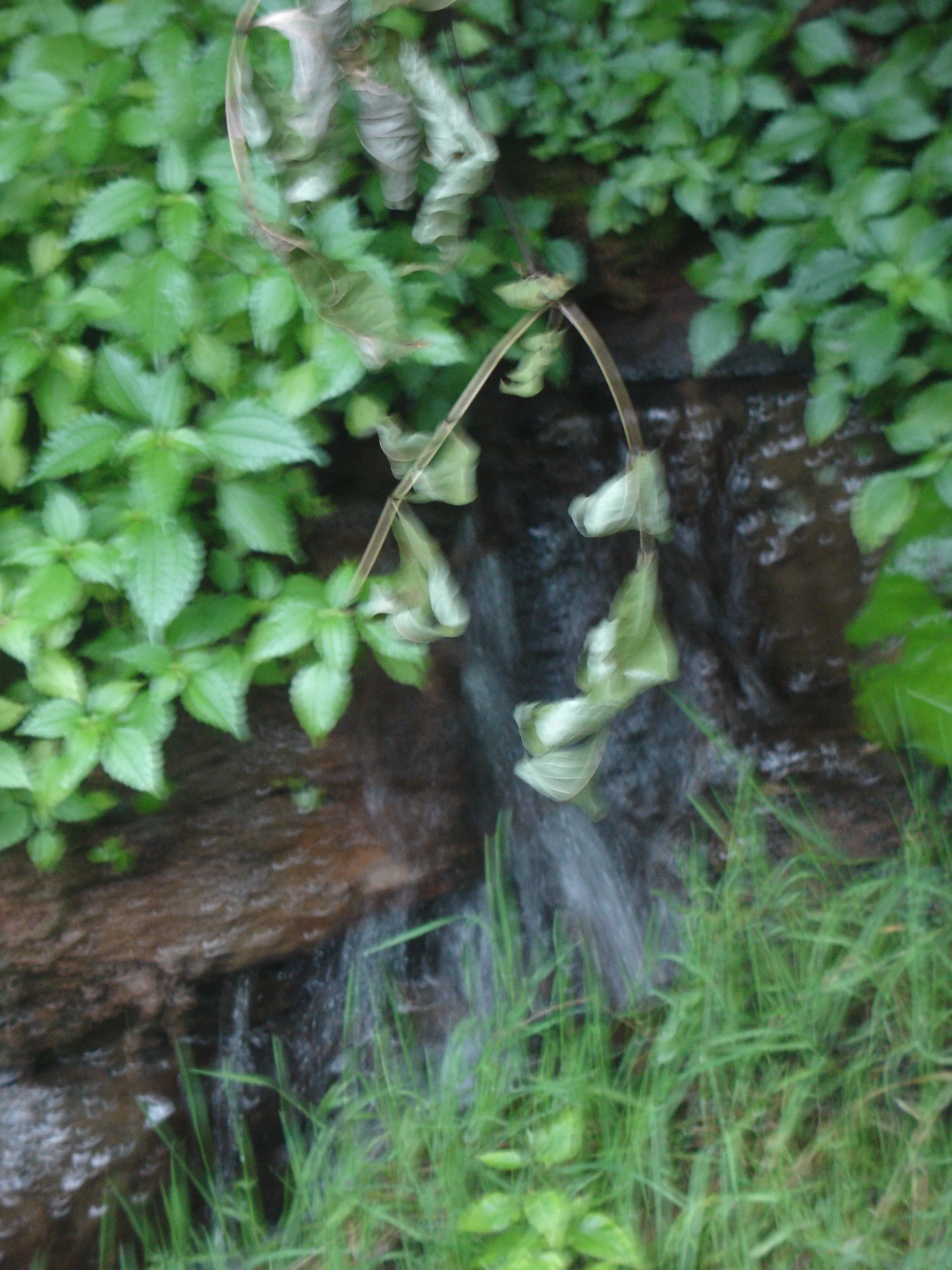 a creek running through a forest filled with green leaves