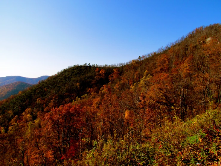 mountains covered in trees with many leaves on the ground