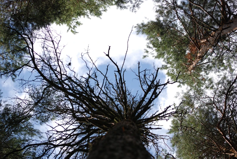 a very tall tree with no leaves and some blue skies in the background