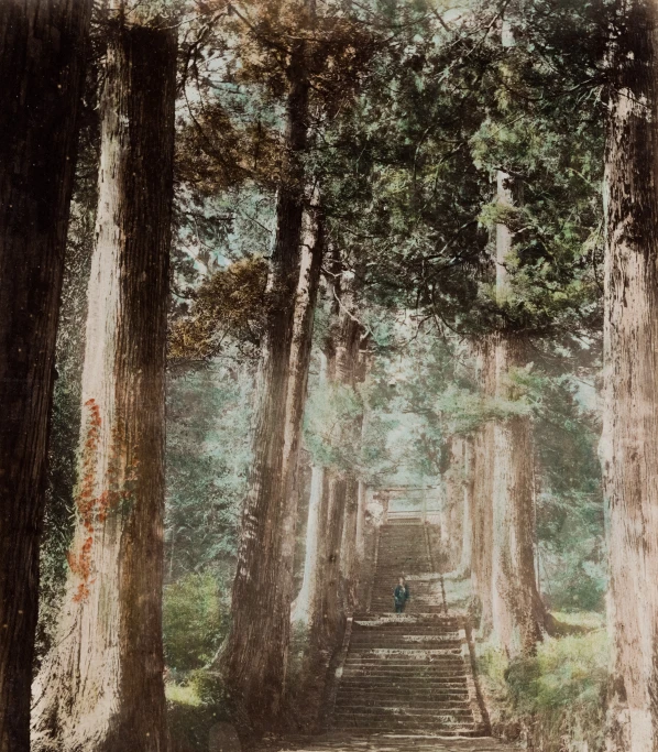 an image of the bottom of a forest trail