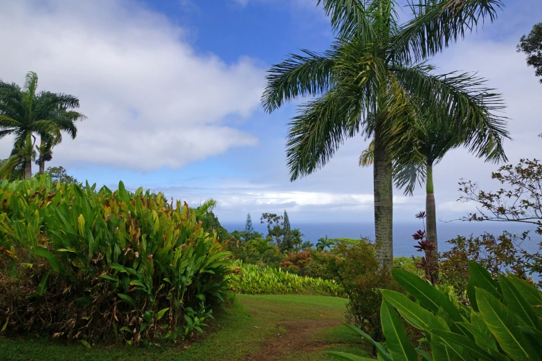 a view of a jungle with trees, flowers, and vegetation