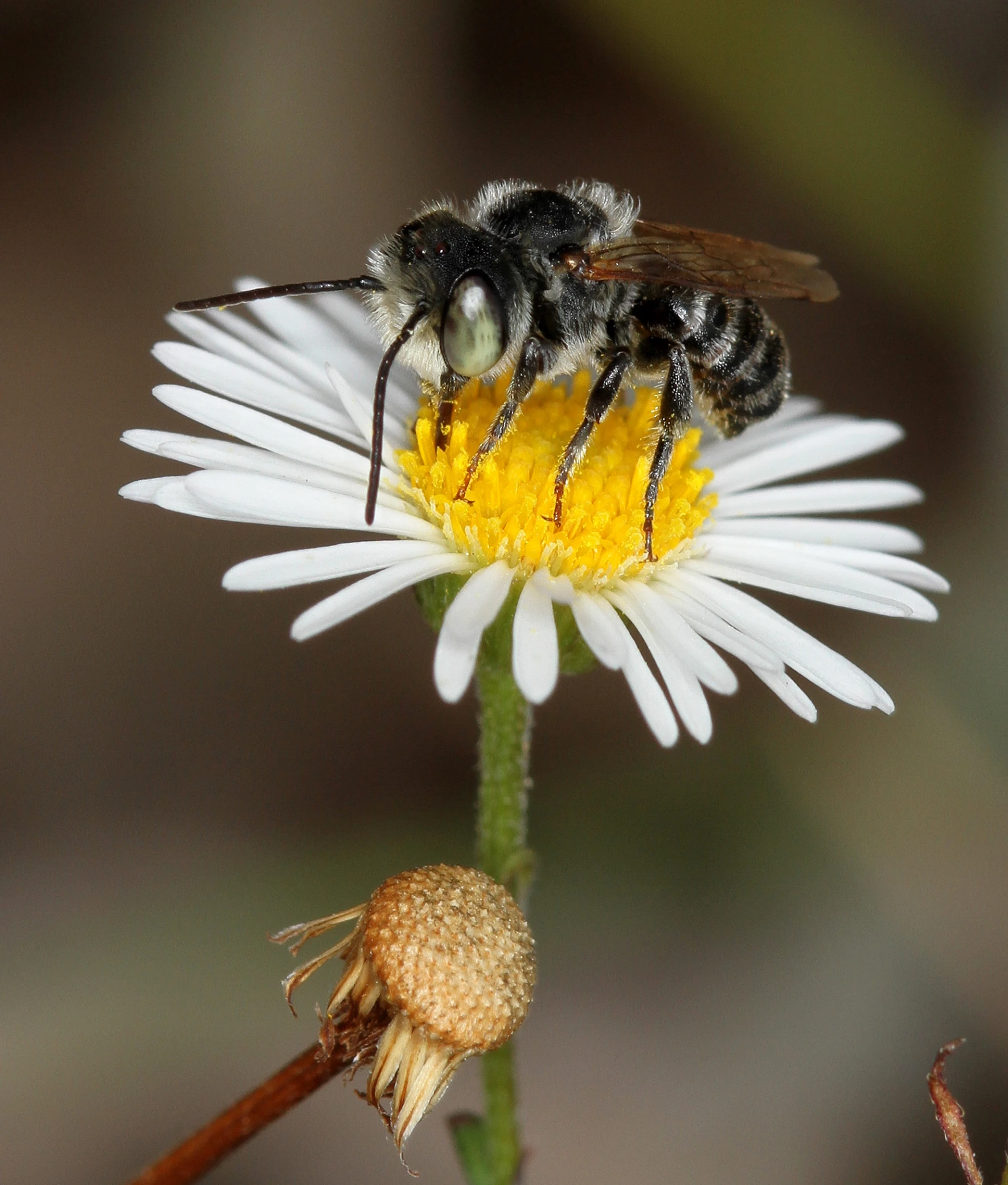 two bees resting on top of a flower