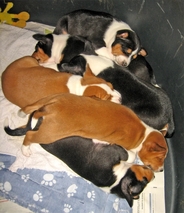 four puppies huddled together in a black basket