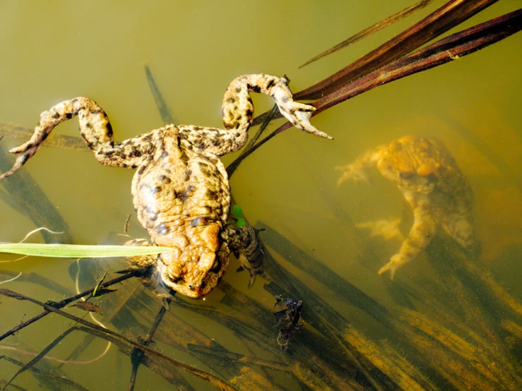 a yellow and black frog sitting on top of a green swamp