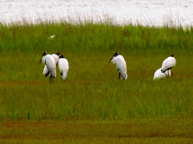 birds walking in the grass next to a body of water