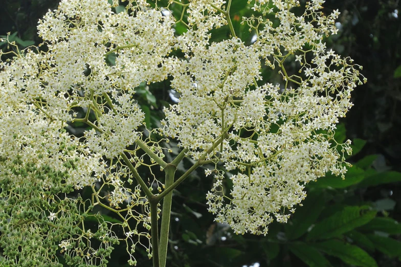 there is an odd looking tree with white flowers