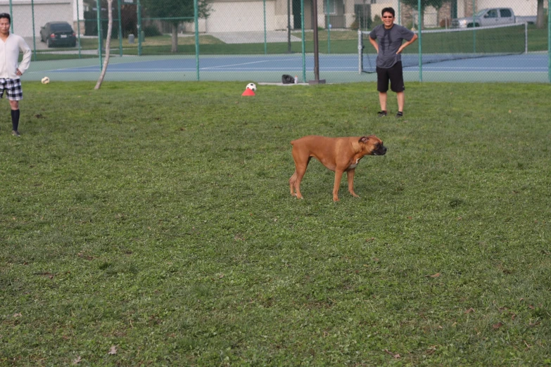 a brown dog on a lush green field