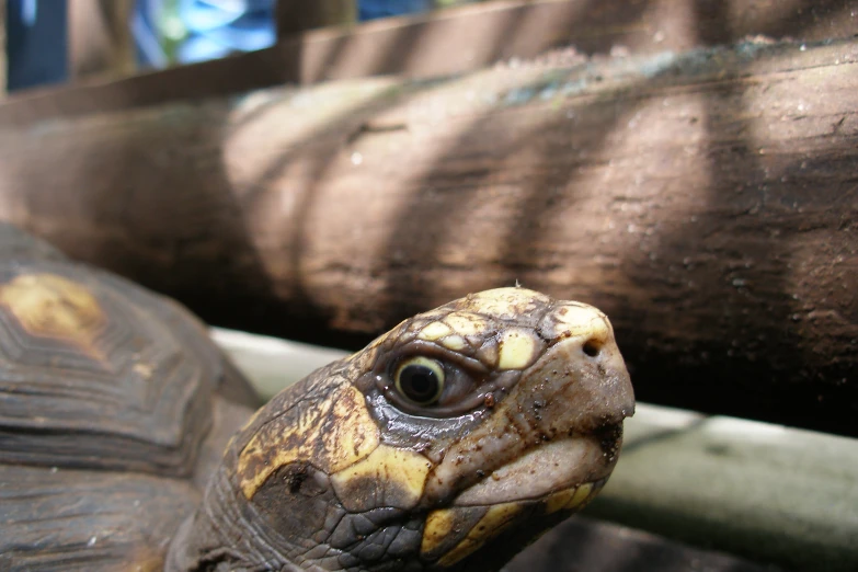 a close up of a turtle on some wood