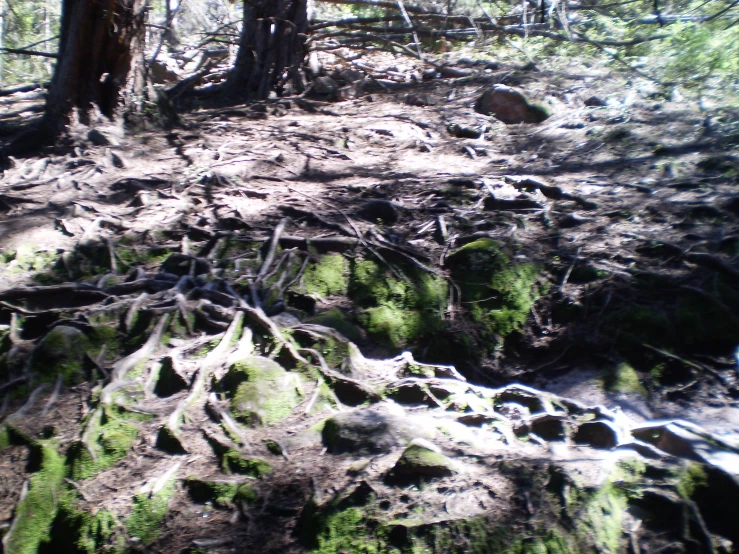 rocks and trees stand among the mossy forest