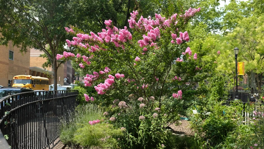 tree with pink flowers and yellow school bus in background