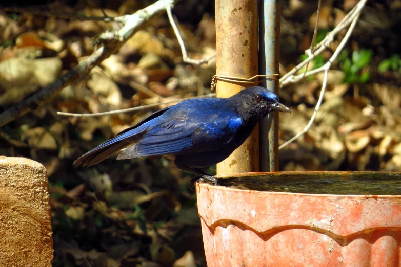 a bird drinking water from a large clay bowl