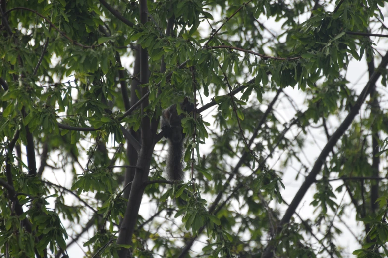 a bear that is standing in the trees