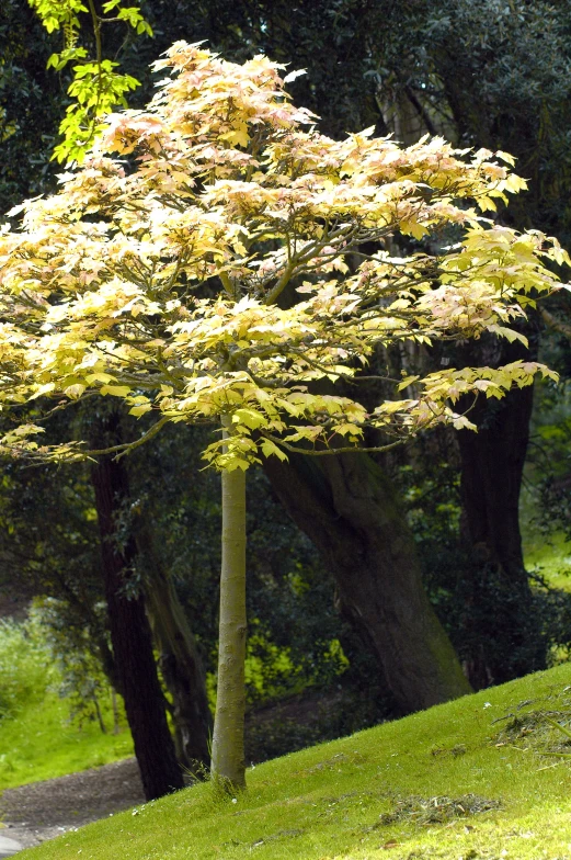 a beautiful tree stands tall among the trees