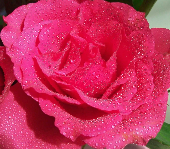 pink rose with water droplets on it