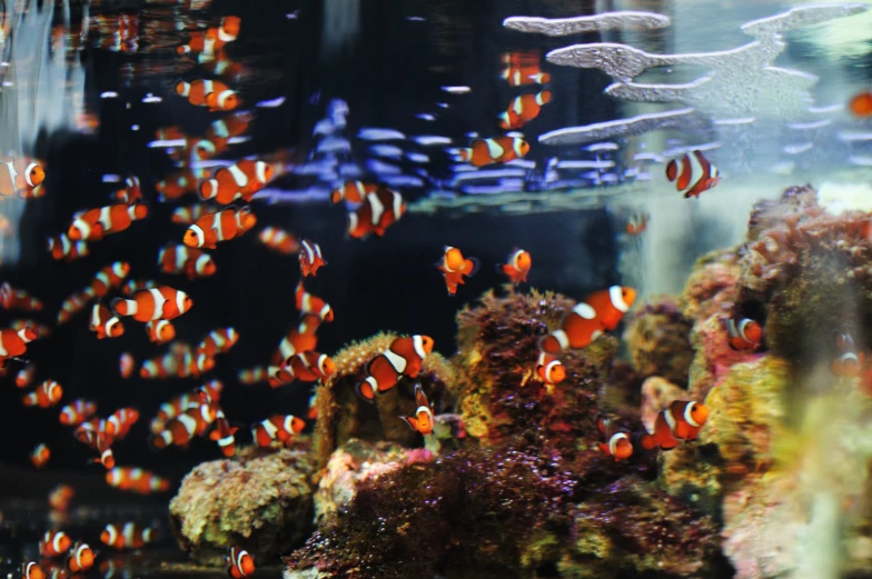 an aquarium with many fish and marine life