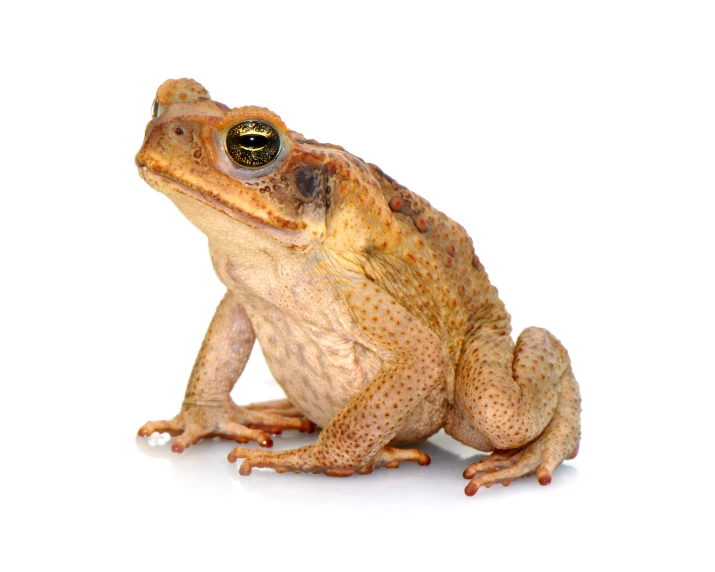 a brown frog with an open mouth and a white background