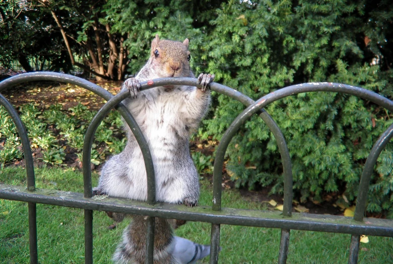 a squirrel that is standing on its hind legs on a bench