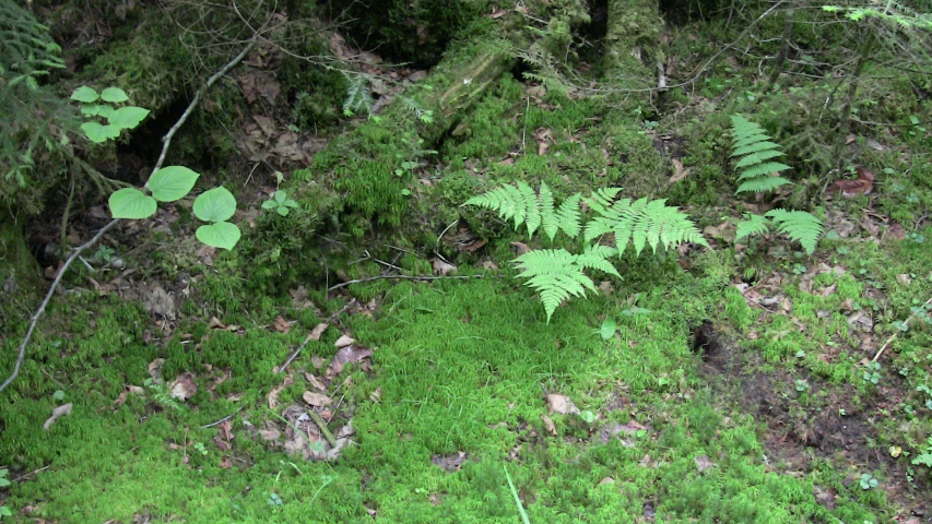 a forest filled with lush green plants and growing leaves