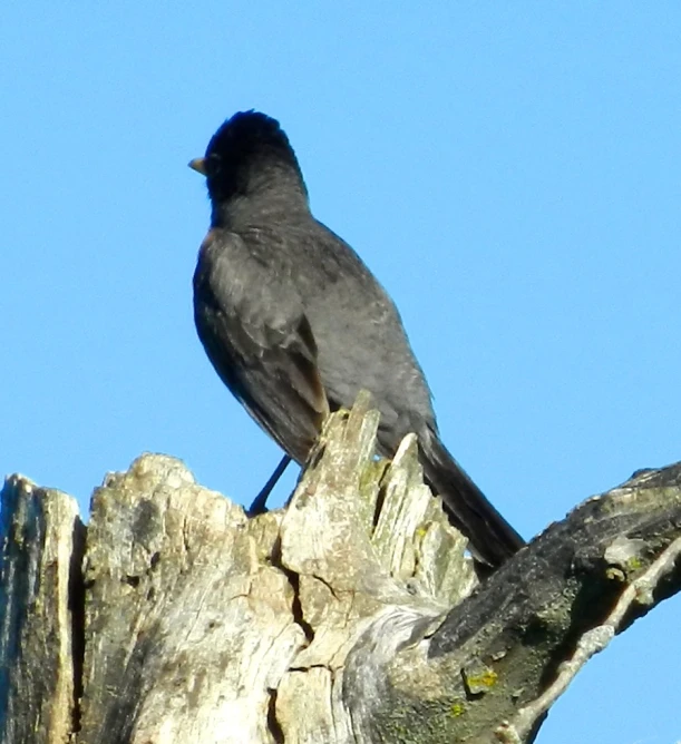 the black bird is perched on the weathered tree trunk