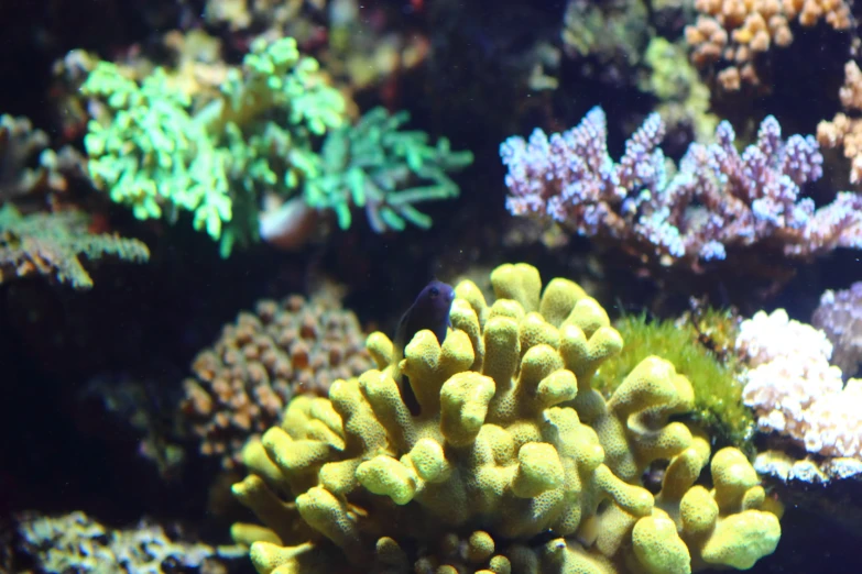 an underwater scene with white and yellow sponges and coral