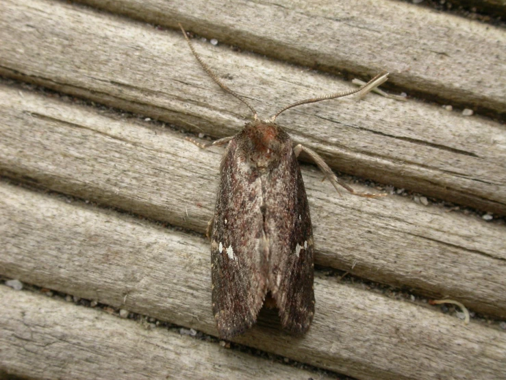 a moth that is sitting on some wood