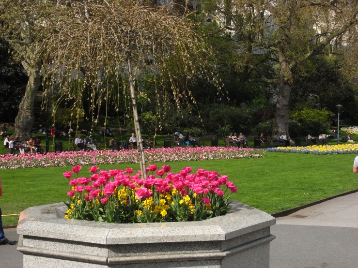 the flower garden is full of colorful flowers