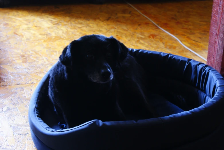 a large black dog sitting in a doggy bed