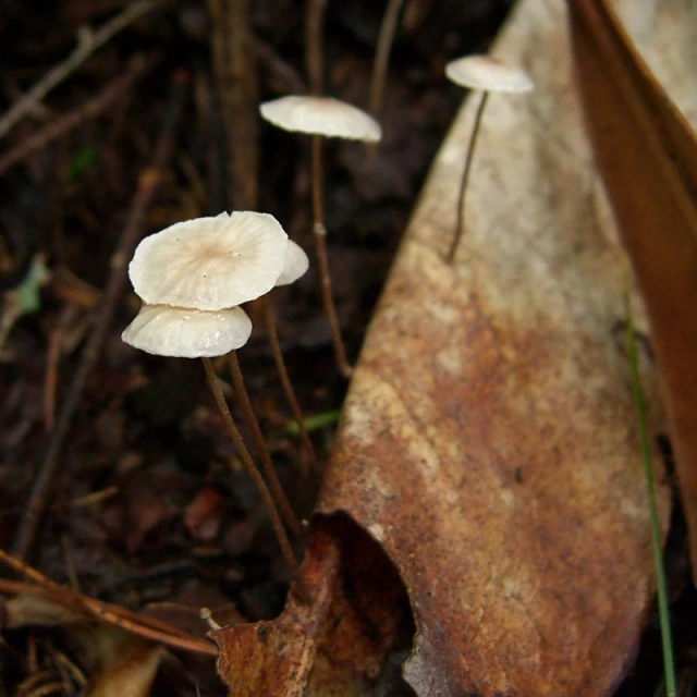 a couple of small white mushrooms next to a plant