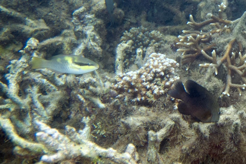 a underwater scene with a variety of sea life