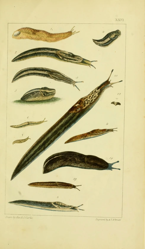 an old drawing of different types of insects