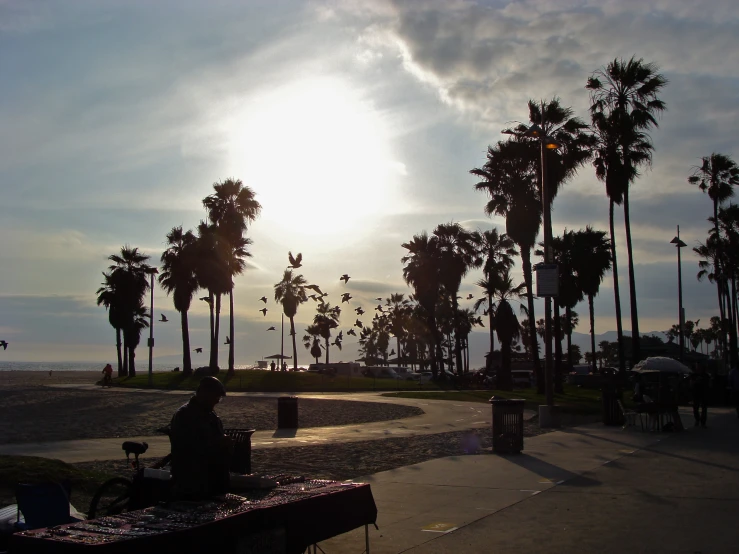 the sun shining through palm trees over a beach