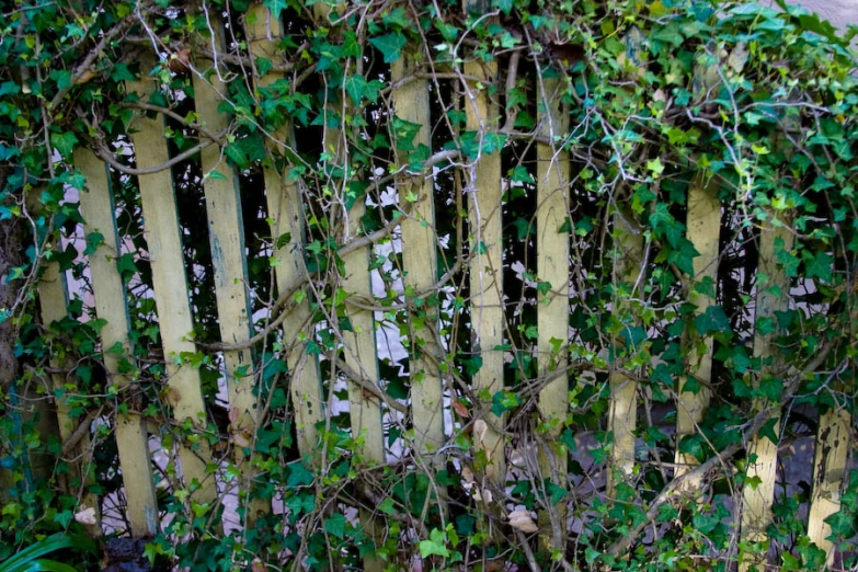 an image of ivy on a wooden fence