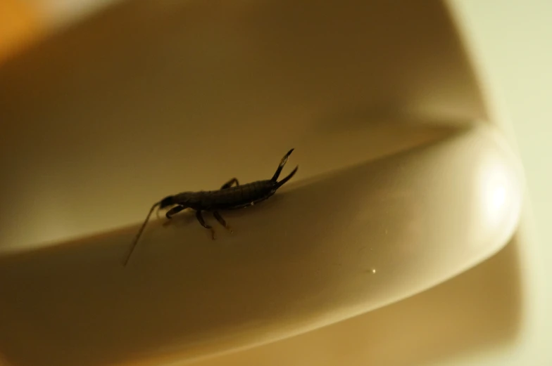 a brown bug sits inside of a white vase