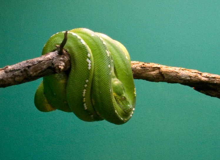 green tree nch with a curled, green snake on it