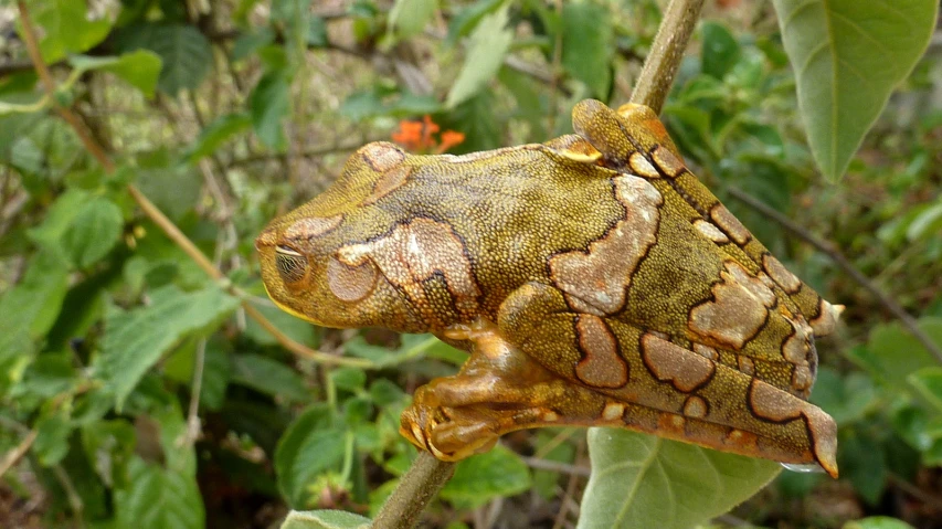 a large leaf frog sits on top of a nch