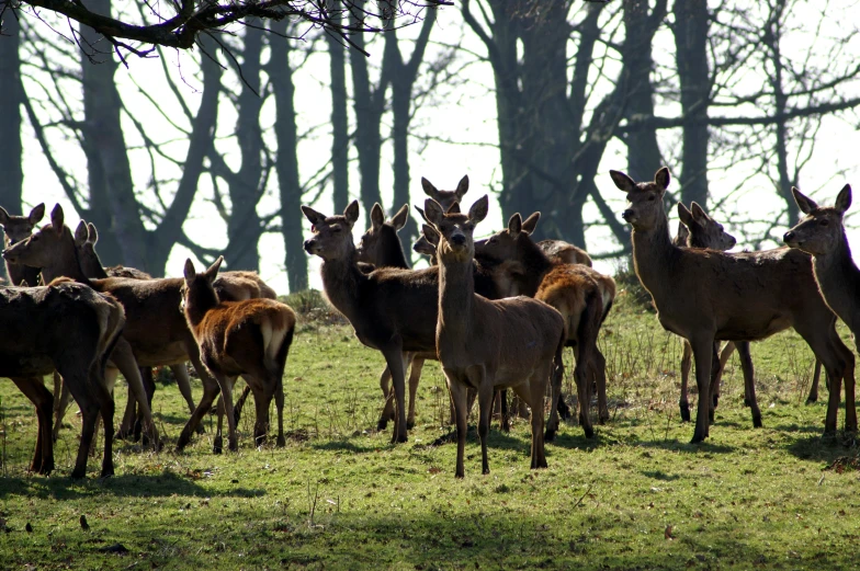 several animals are standing in the grass near many trees