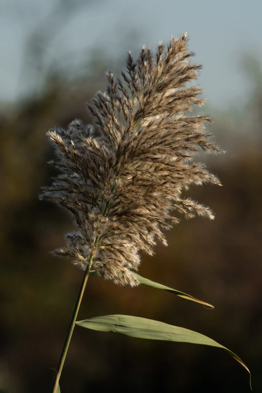 closeup of a white and light brown plant with long thin needles