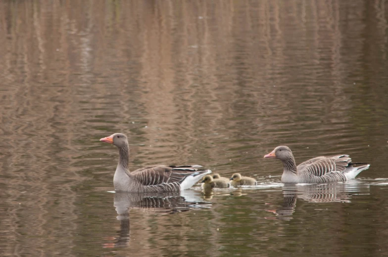 a family of ducks on the lake