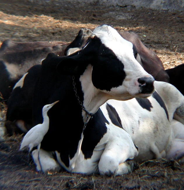 the black and white cow lays in a field