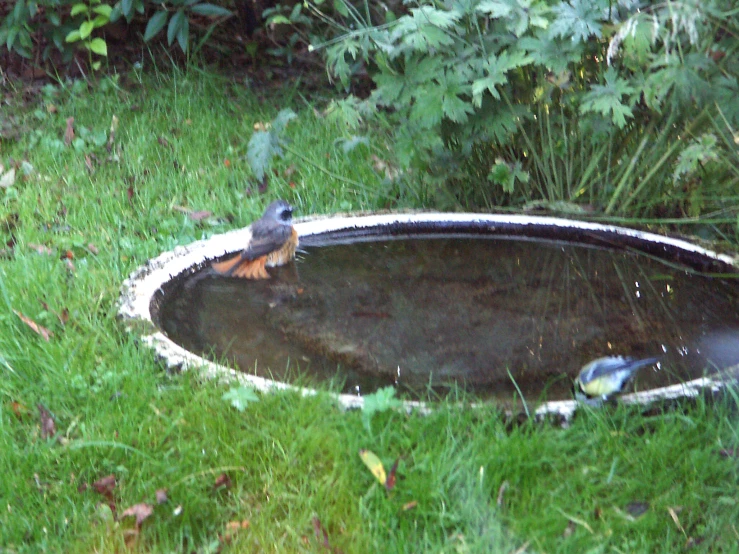 a bird is perched on top of a bird bath in the grass