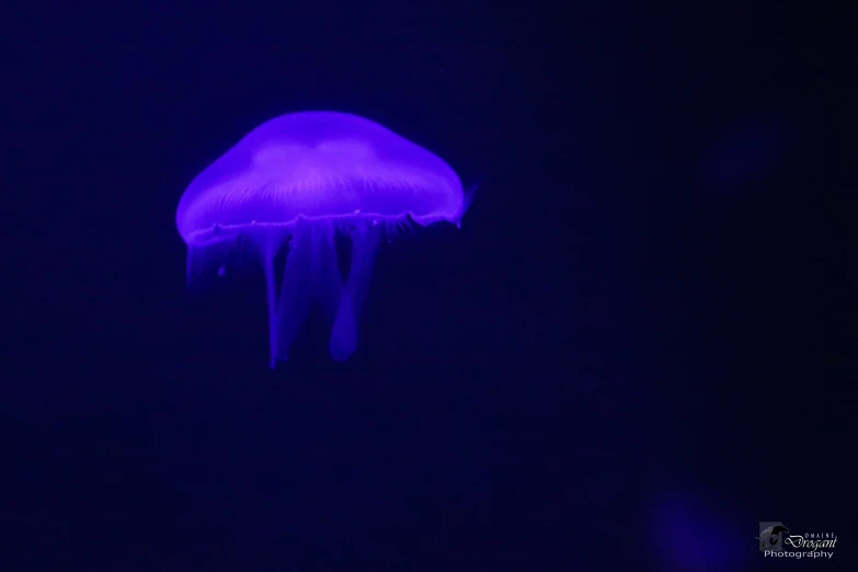 a bright purple jellyfish sitting on a dark background