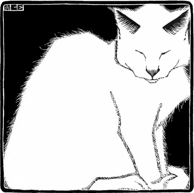 an image of a white cat in the middle of a frame